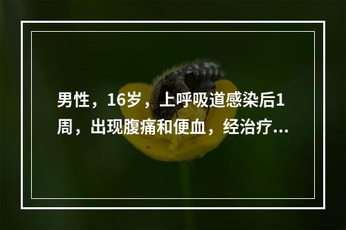 男性，16岁，上呼吸道感染后1周，出现腹痛和便血，经治疗后