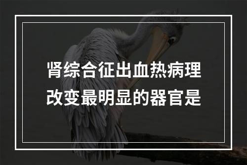 肾综合征出血热病理改变最明显的器官是