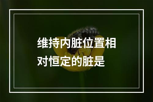 维持内脏位置相对恒定的脏是