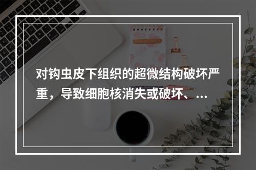 对钩虫皮下组织的超微结构破坏严重，导致细胞核消失或破坏、线粒