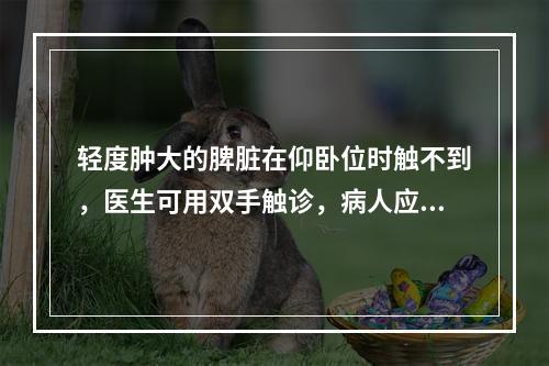 轻度肿大的脾脏在仰卧位时触不到，医生可用双手触诊，病人应取哪