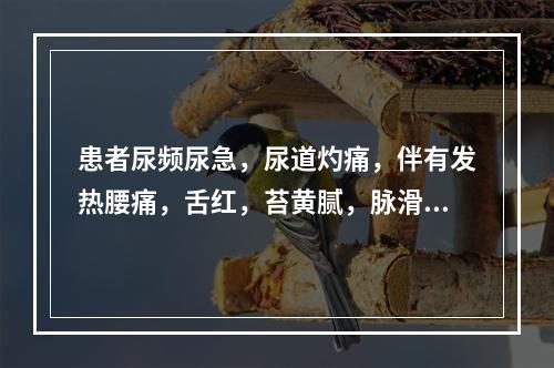 患者尿频尿急，尿道灼痛，伴有发热腰痛，舌红，苔黄腻，脉滑数，