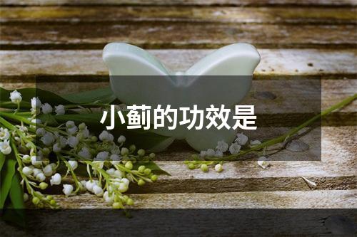 小蓟的功效是