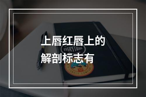 上唇红唇上的解剖标志有