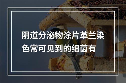 阴道分泌物涂片革兰染色常可见到的细菌有