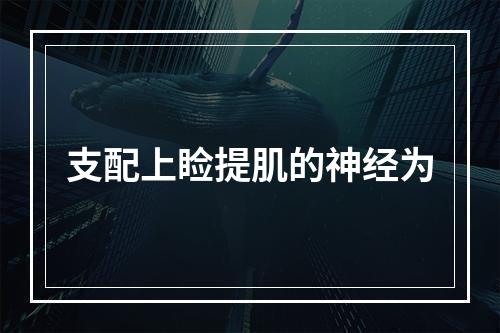 支配上睑提肌的神经为