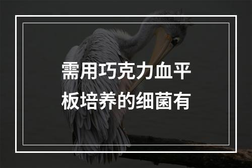 需用巧克力血平板培养的细菌有