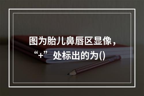 图为胎儿鼻唇区显像，“+”处标出的为()