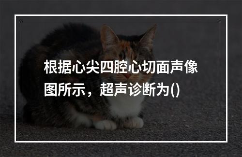 根据心尖四腔心切面声像图所示，超声诊断为()