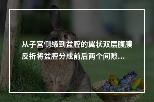 从子宫侧缘到盆腔的翼状双层腹膜反折将盆腔分成前后两个间隙，这