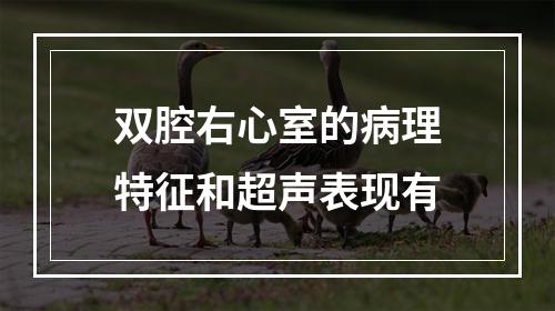 双腔右心室的病理特征和超声表现有