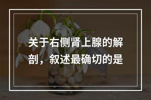 关于右侧肾上腺的解剖，叙述最确切的是