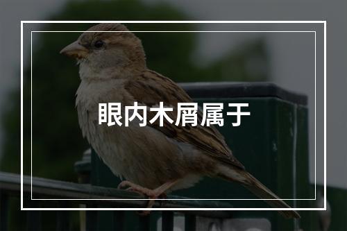 眼内木屑属于