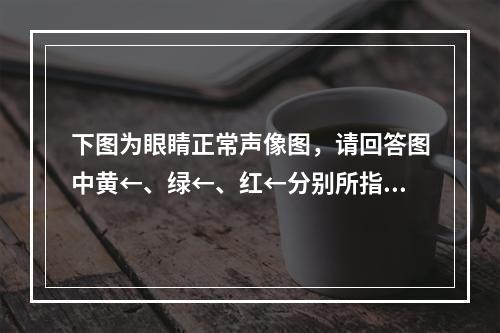 下图为眼睛正常声像图，请回答图中黄←、绿←、红←分别所指部位