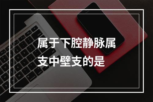 属于下腔静脉属支中壁支的是