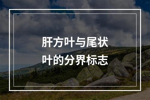 肝方叶与尾状叶的分界标志