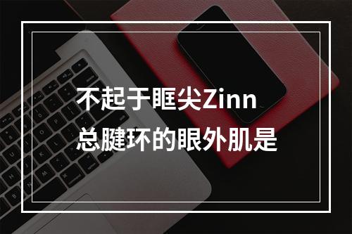 不起于眶尖Zinn总腱环的眼外肌是