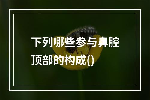 下列哪些参与鼻腔顶部的构成()