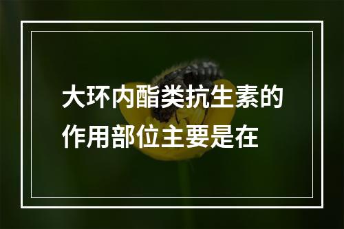 大环内酯类抗生素的作用部位主要是在