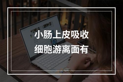 小肠上皮吸收细胞游离面有