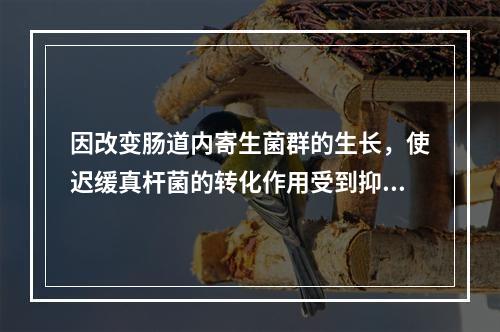 因改变肠道内寄生菌群的生长，使迟缓真杆菌的转化作用受到抑制，