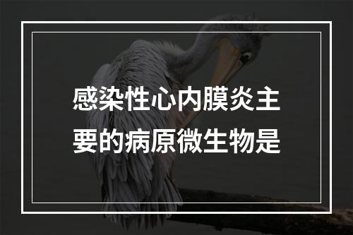 感染性心内膜炎主要的病原微生物是