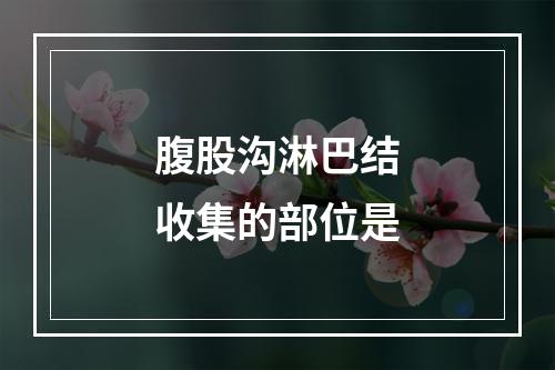 腹股沟淋巴结收集的部位是