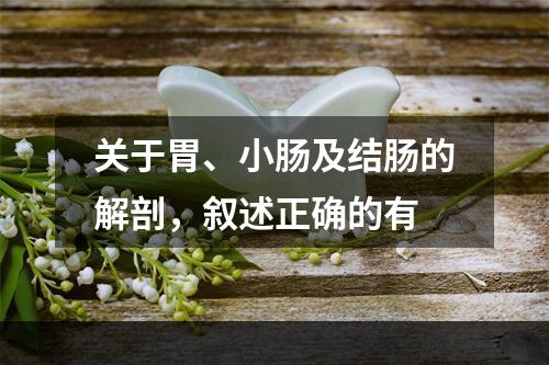 关于胃、小肠及结肠的解剖，叙述正确的有