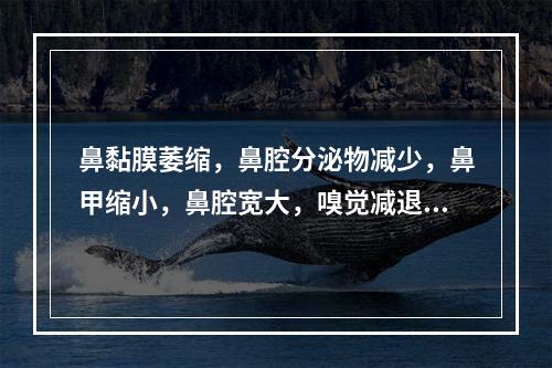 鼻黏膜萎缩，鼻腔分泌物减少，鼻甲缩小，鼻腔宽大，嗅觉减退或丧