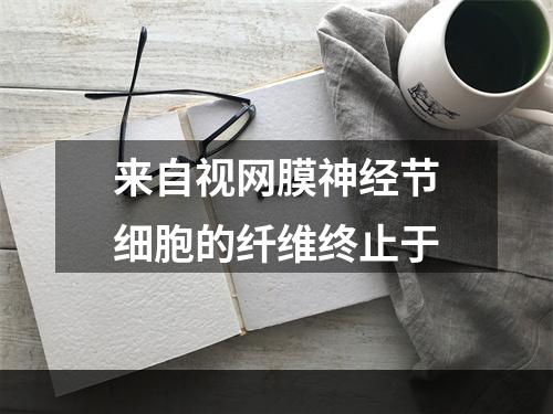 来自视网膜神经节细胞的纤维终止于