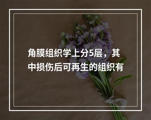 角膜组织学上分5层，其中损伤后可再生的组织有