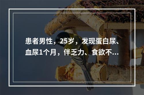 患者男性，25岁，发现蛋白尿、血尿1个月，伴乏力、食欲不振，