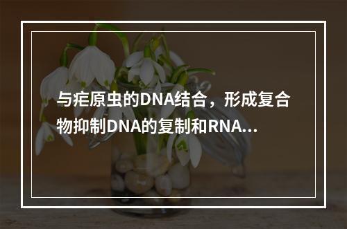 与疟原虫的DNA结合，形成复合物抑制DNA的复制和RNA的转