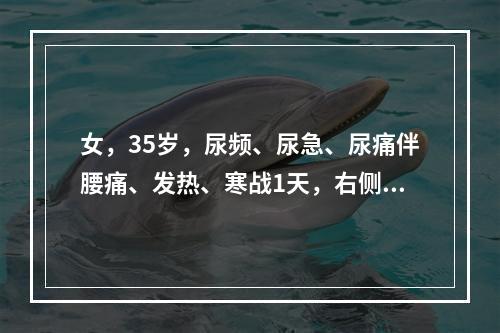 女，35岁，尿频、尿急、尿痛伴腰痛、发热、寒战1天，右侧肾区