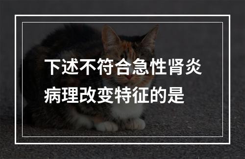 下述不符合急性肾炎病理改变特征的是