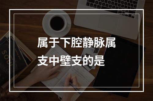 属于下腔静脉属支中壁支的是