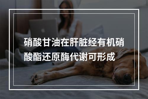 硝酸甘油在肝脏经有机硝酸酯还原酶代谢可形成