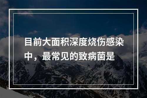 目前大面积深度烧伤感染中，最常见的致病菌是