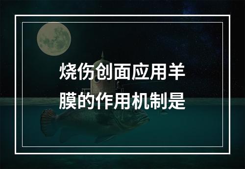 烧伤创面应用羊膜的作用机制是