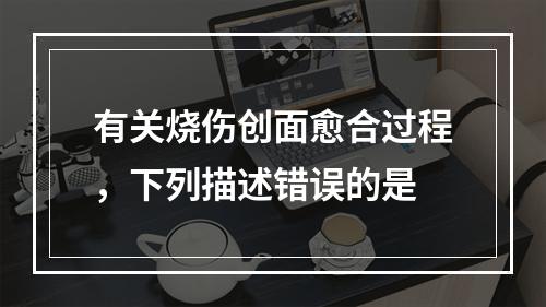 有关烧伤创面愈合过程，下列描述错误的是