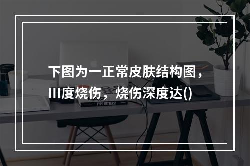 下图为一正常皮肤结构图，Ⅲ度烧伤，烧伤深度达()