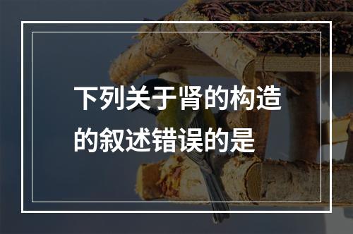 下列关于肾的构造的叙述错误的是