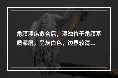 角膜溃疡愈合后，混浊位于角膜基质深层，呈灰白色，边界较清楚，