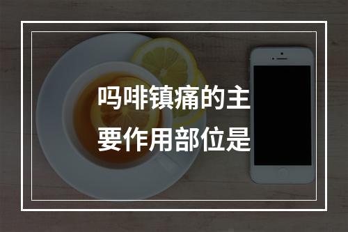 吗啡镇痛的主要作用部位是