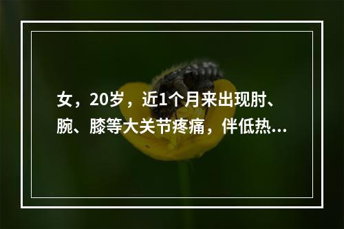 女，20岁，近1个月来出现肘、腕、膝等大关节疼痛，伴低热、脱