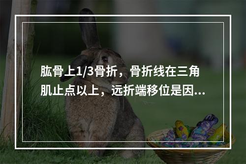 肱骨上1/3骨折，骨折线在三角肌止点以上，远折端移位是因为（