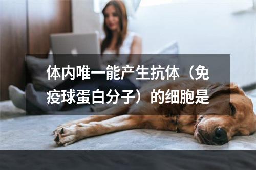 体内唯一能产生抗体（免疫球蛋白分子）的细胞是