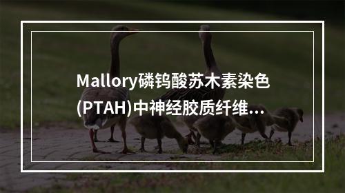 Mallory磷钨酸苏木素染色(PTAH)中神经胶质纤维显示