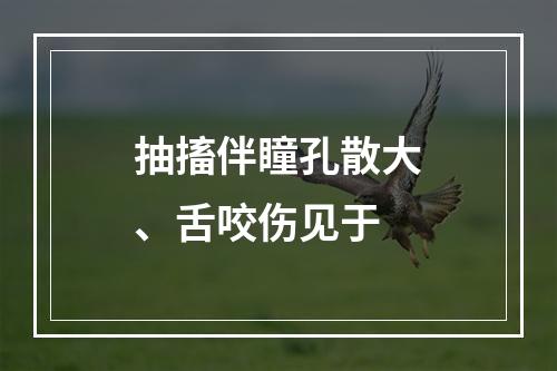 抽搐伴瞳孔散大、舌咬伤见于