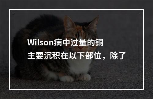 Wilson病中过量的铜主要沉积在以下部位，除了